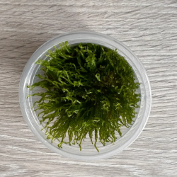 Akvariuminis augalas Taiwan moss