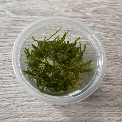 Akvariuminis augalas Flame moss