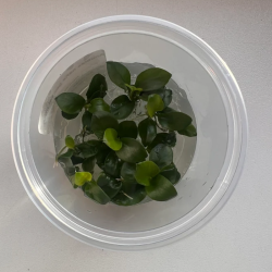 Akvariuminis augalas Anubias Nana Bonsai