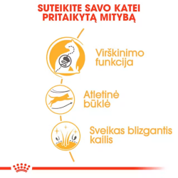 Royal Canin FBN Cat Bengal maistas suaugusioms Bengalų veislės katėms 10 kg - nuotrauka 2