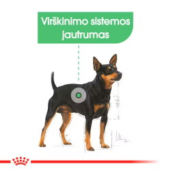 Royal Canin CCN Dog Digestive Care Mini maistas suaugusiems, jautrų skrandį turintiems mažų veislių šunims 8 kg - nuotrauka 4