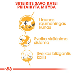 Royal Canin FBN Cat Siamese maistas suaugusios Siamo veislės katėms 10 kg - nuotrauka 2
