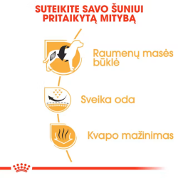 Royal Canin BHN Dog French Bulldog Adult maistas suaugusiems Prancūzų buldogų veislės šunims 9 kg - nuotrauka 2