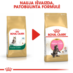 Royal Canin FBN Cat Maine Coon Kitten pašaras jaunoms Meino meškėnų veislės katėms 10 kg - nuotrauka 2