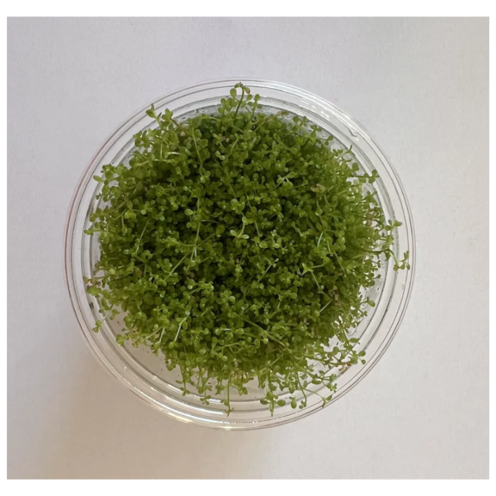 Akvariuminis augalas Hemianthus callitrichoides Cuba