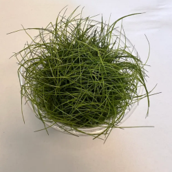 Akvariuminis augalas Eleocharis acicularis mini
