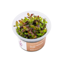 Akvariuminis augalas Bacopa salzmannii Purple - nuotrauka 1