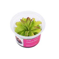 Gyvas augalas terariumams/paludariumams Pinguicula Niklas - nuotrauka 1
