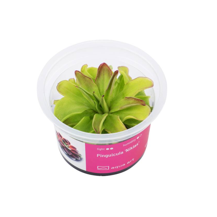 Gyvas augalas terariumams/paludariumams Pinguicula Niklas