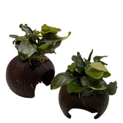 Akvariumo augalas Anubias ant kokoso - nuotrauka 2