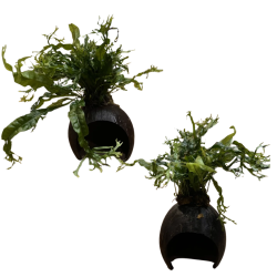 Akvariumo augalas Microsorum ant kokoso