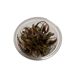 Akvariuminis augalas Cryptocoryne parva