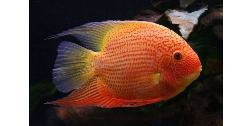 Severum Red Spot Severum Red Spot