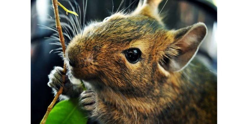 Degu graužikų mitybos ypatumai Degu graužikų mitybos ypatumai