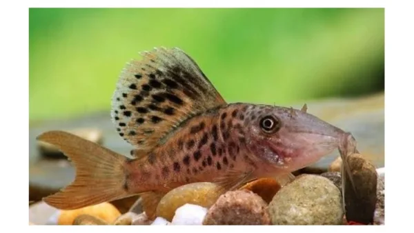 Paslaptingasis akvariumo gyventojas – Brochis multiradiatus