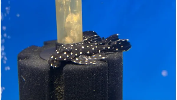 Leporacanthicus sp. L240 (Vampyrinis Pleco)