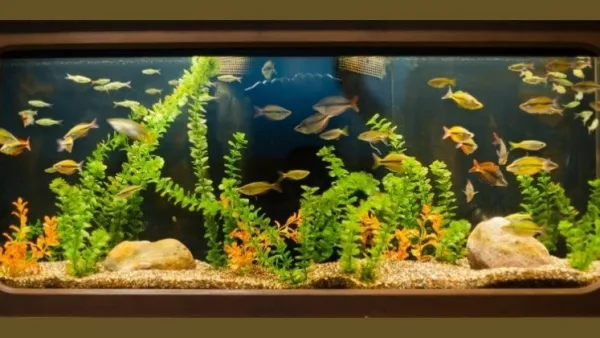 Akvariumas mažina stresą ir padeda įveikti vienatvę