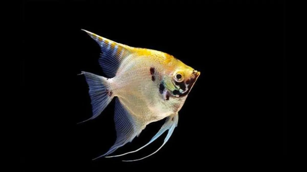 Skaliarai – grakštūs akvariumo angelai