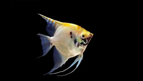 Skaliarai – grakštūs akvariumo angelai