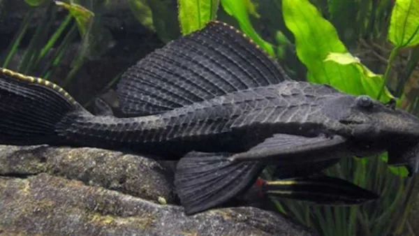 Dugninės akvariumo žuvys