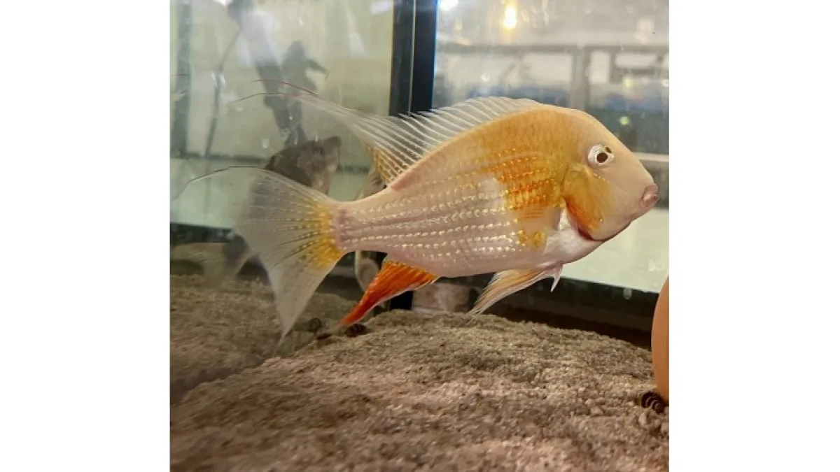 Acarichthys heckelii albino