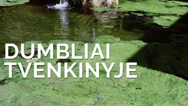 Dumbliai tvenkinyje