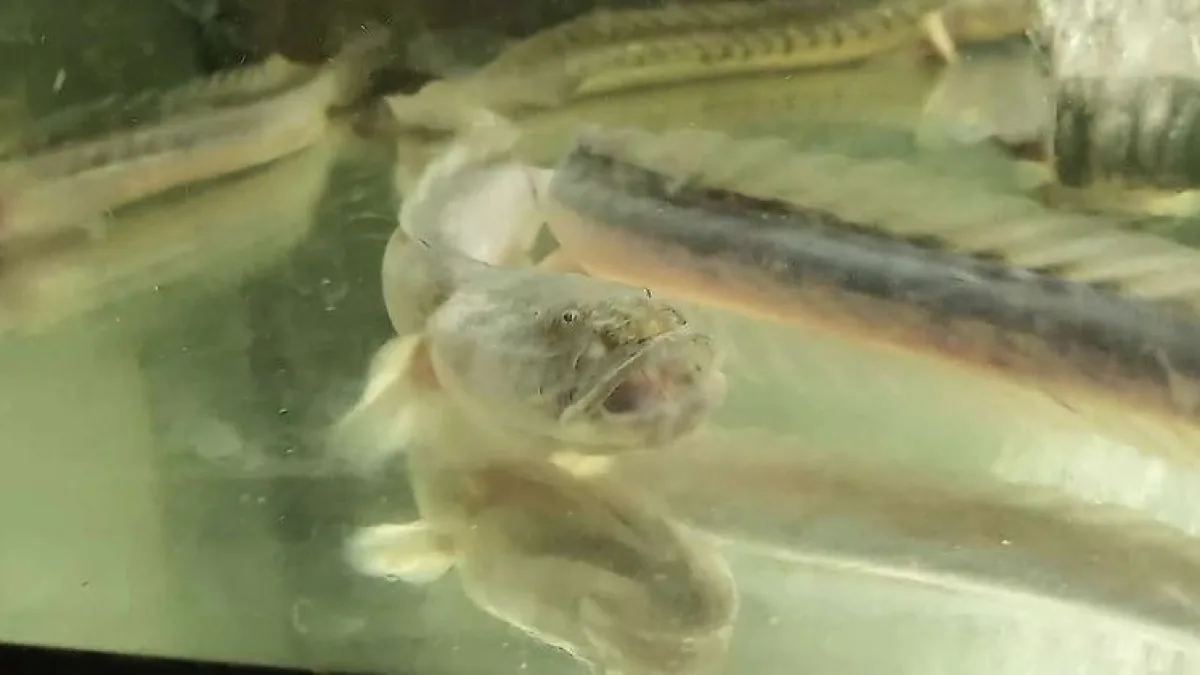 RETA AKVARIUMŲ ŽUVIS Violetinis grundalas