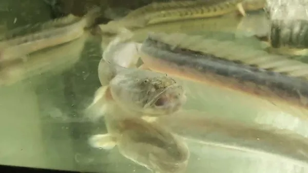 RETA AKVARIUMŲ ŽUVIS Violetinis grundalas