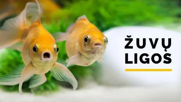 Akvariuminių žuvų ligos