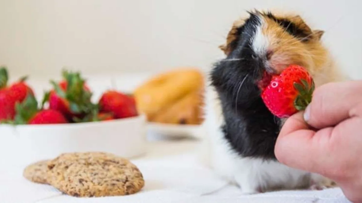 VITAMINAI Rūpinamės augintinių sveikata