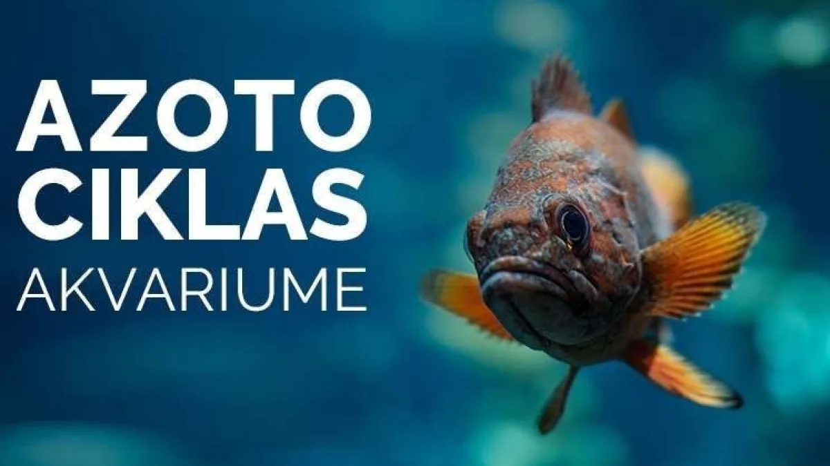 Azoto ciklas akvariume