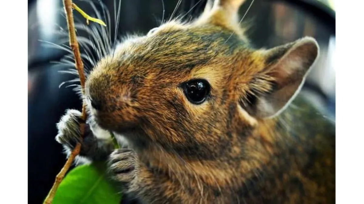 Degu graužikų mitybos ypatumai