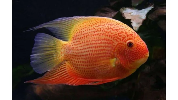 Severum Red Spot