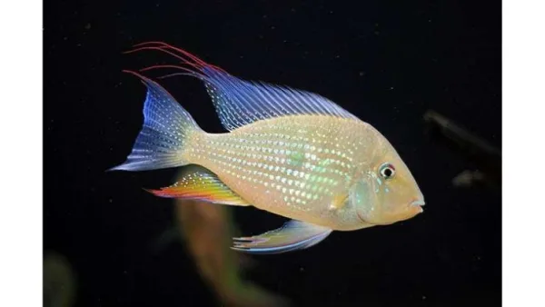 Acarichthys heckelii