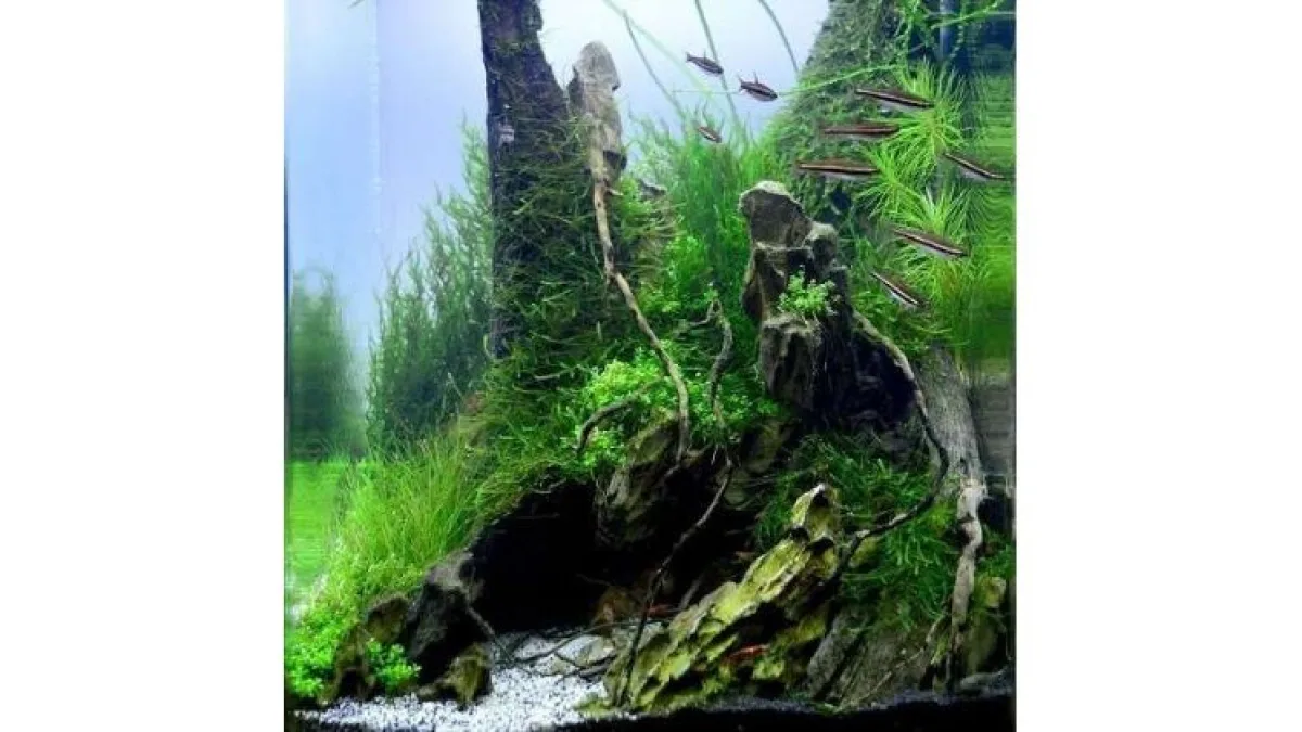 Filtro vaidmuo akvariume