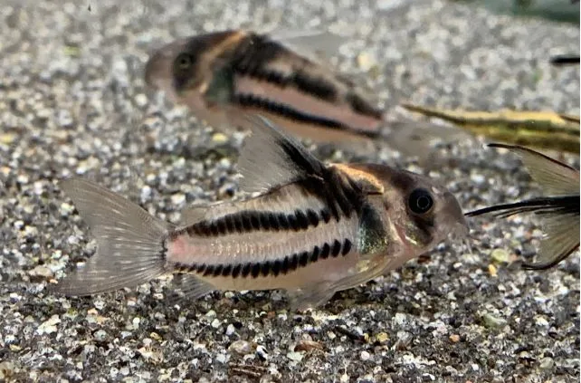 Corydoras Parallelus (CW127) – unikali akvariumo žuvelė, kuri papuoš Jūsų povandeninį pasaulį