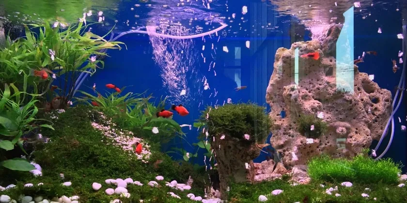 Akvariumo filtrai: kokie būna, kam reikalingi, kaip naudoti?