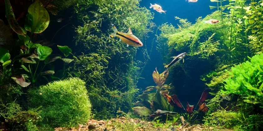 Gyvų augalų vaidmuo ir jų svarba akvariumo ekosistemoje