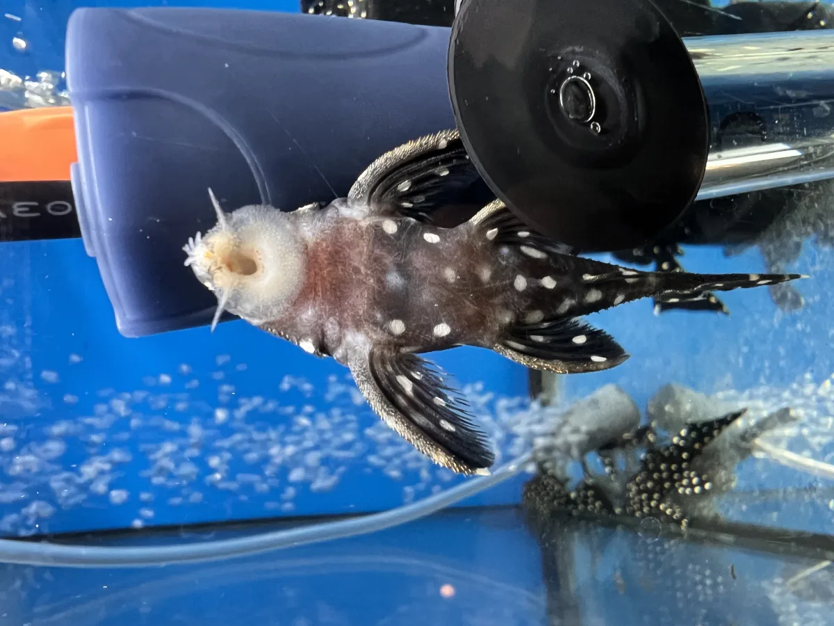 Leporacanthicus sp. L240 (Vampyrinis Pleco)