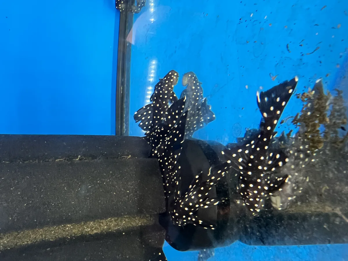 Leporacanthicus sp. L240 (Vampyrinis Pleco)