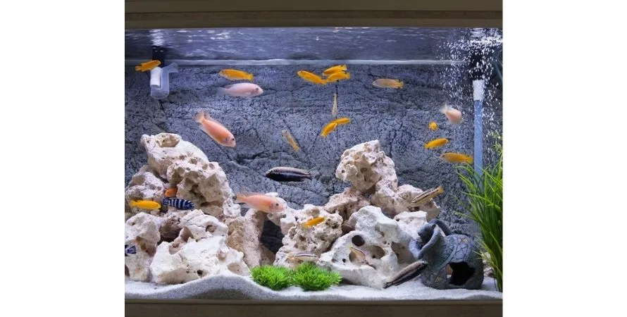 Akvariumas mažina stresą ir padeda įveikti vienatvę