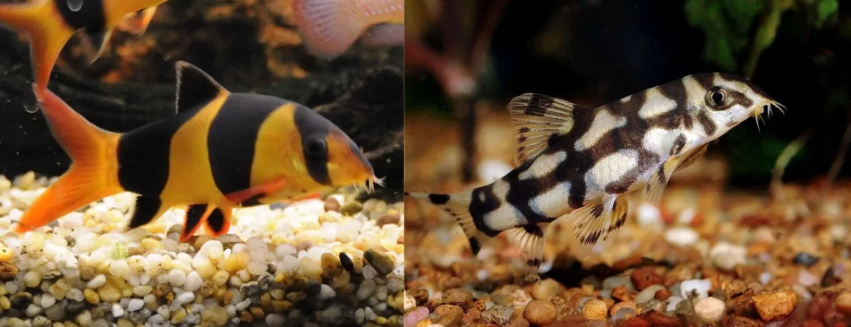 Kai sraigės akvariume tampa problema