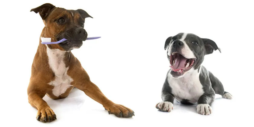 Šunų ir kačių dantų priežiūra su DENTAL FRESH