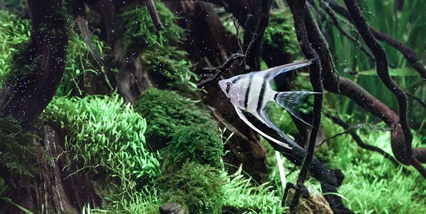 Skaliarai – grakštūs akvariumo angelai