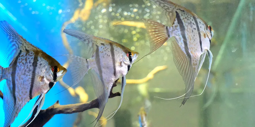 Skaliarai – grakštūs akvariumo angelai