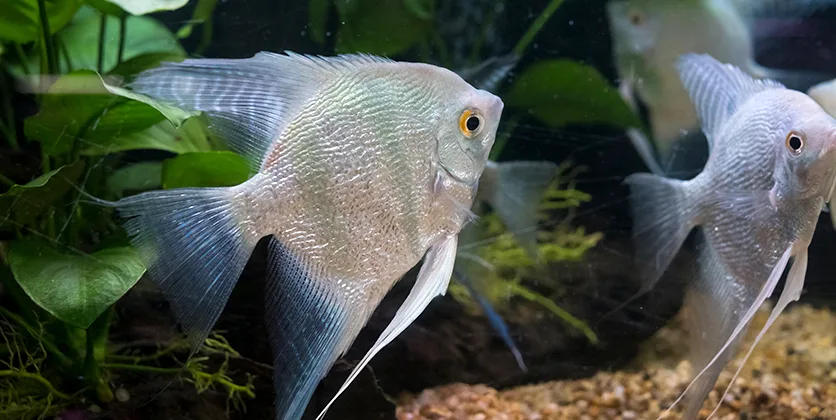 Skaliarai – grakštūs akvariumo angelai