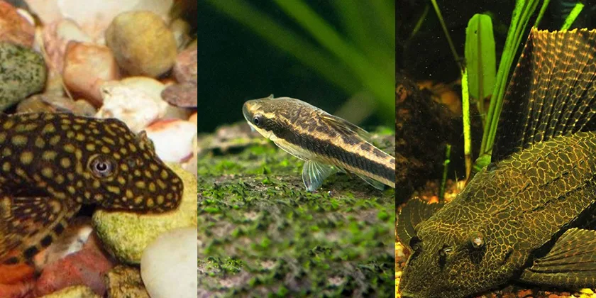 Dugninės akvariumo žuvys