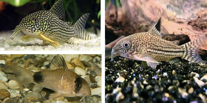 Dugninės akvariumo žuvys