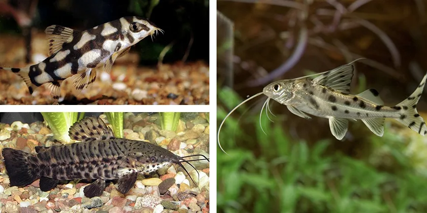Dugninės akvariumo žuvys