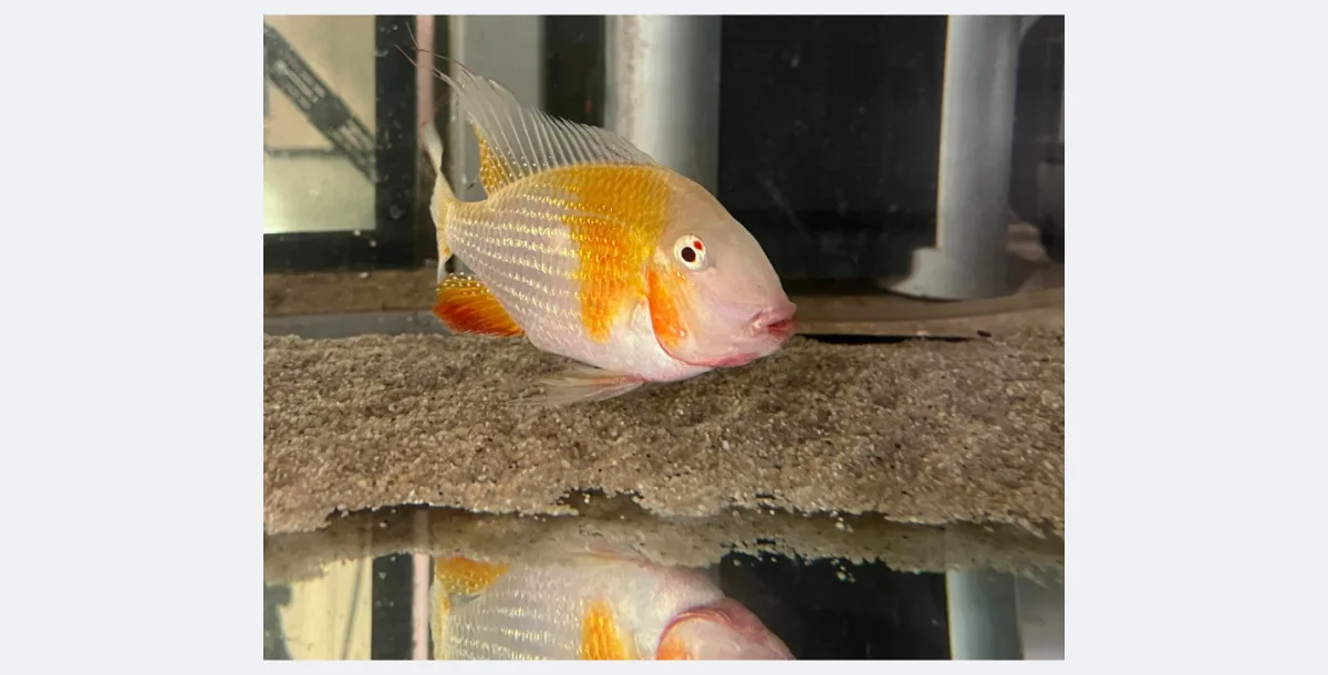 Acarichthys heckelii albino